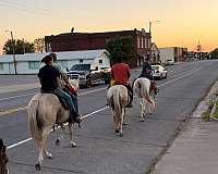 buckskin-overo-experienced-pony