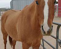 star-stripe-socks-horse