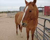 red-dun-star-stripe-socks-horse