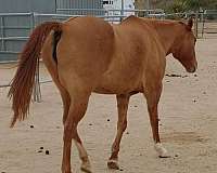 adoption-appaloosa-horse