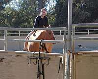 happy-appaloosa-horse