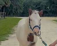 blue-eyed-gypsy-vanner-horse