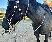 barrel-racing-quarter-horse