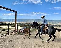 beginner-quarter-horse