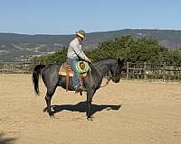 calf-roping-quarter-horse