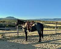 beginner-quarter-horse