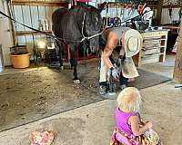 calf-roping-quarter-horse