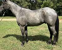 blue-roan-none-horse