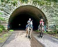 cowboy-mounted-shooting-quarter-horse