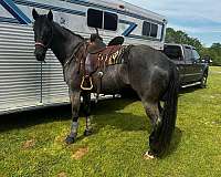 ranch-quarter-horse