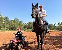 ranch-work-quarter-horse