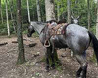 team-roping-quarter-horse