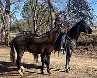 blue-roan-quarter-horse-gelding