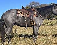 blue-roan-all-around-horse