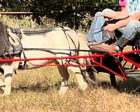 amish-broke-miniature-pony