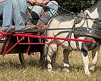 amish-trained-miniature-pony