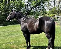 athletic-quarter-horse