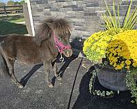 companion-therapy-horse