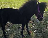 black-miniature-gelding