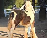 substantial-gypsy-vanner-horse