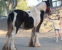 balanced-gypsy-vanner-horse