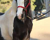 bath-gypsy-vanner-horse