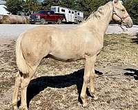 cow-bred-quarter-horse