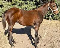 cow-bred-quarter-horse