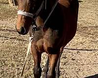 reining-quarter-horse