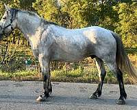 friesian-iberian-horse