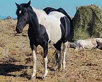 black-tobiano-apha-ptha-mare