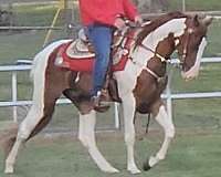 tennessee-walking-horse-for-sale