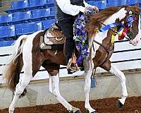 tennessee-walking-horse