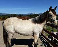 buckskin-roan-gelding-for-sale