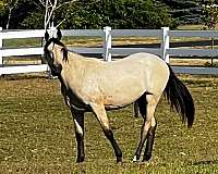 diamond-in-the-rough-tennessee-walking-horse