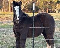 black-sabino-ghra-gvhs-colt