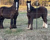 black-pearl-horse