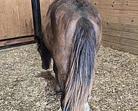 registerable-gypsy-vanner-horse
