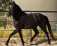 friesian-gelding