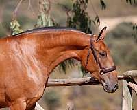 bay-andalusian-mare