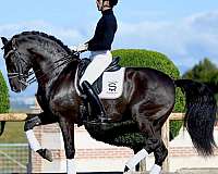 16-hand-andalusian-mare