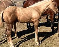 palomino-blaze-right-hind-sock-horse