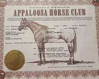 appaloosa-horse