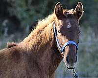 dun-aqha-nrha-filly-stallion