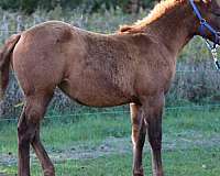 aqha-nrha-filly-stallion