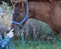 aqha-nrha-filly-stallion