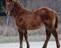 dun-aqha-nrha-filly-stallion