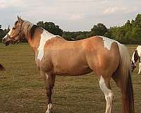 paint-mare