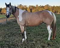 paint-horse-for-sale