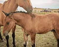 dun-w-blk-points-gypsy-vanner